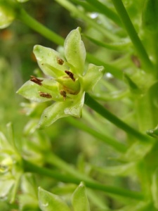Eucomis pallidiflora subsp. pole-evansii